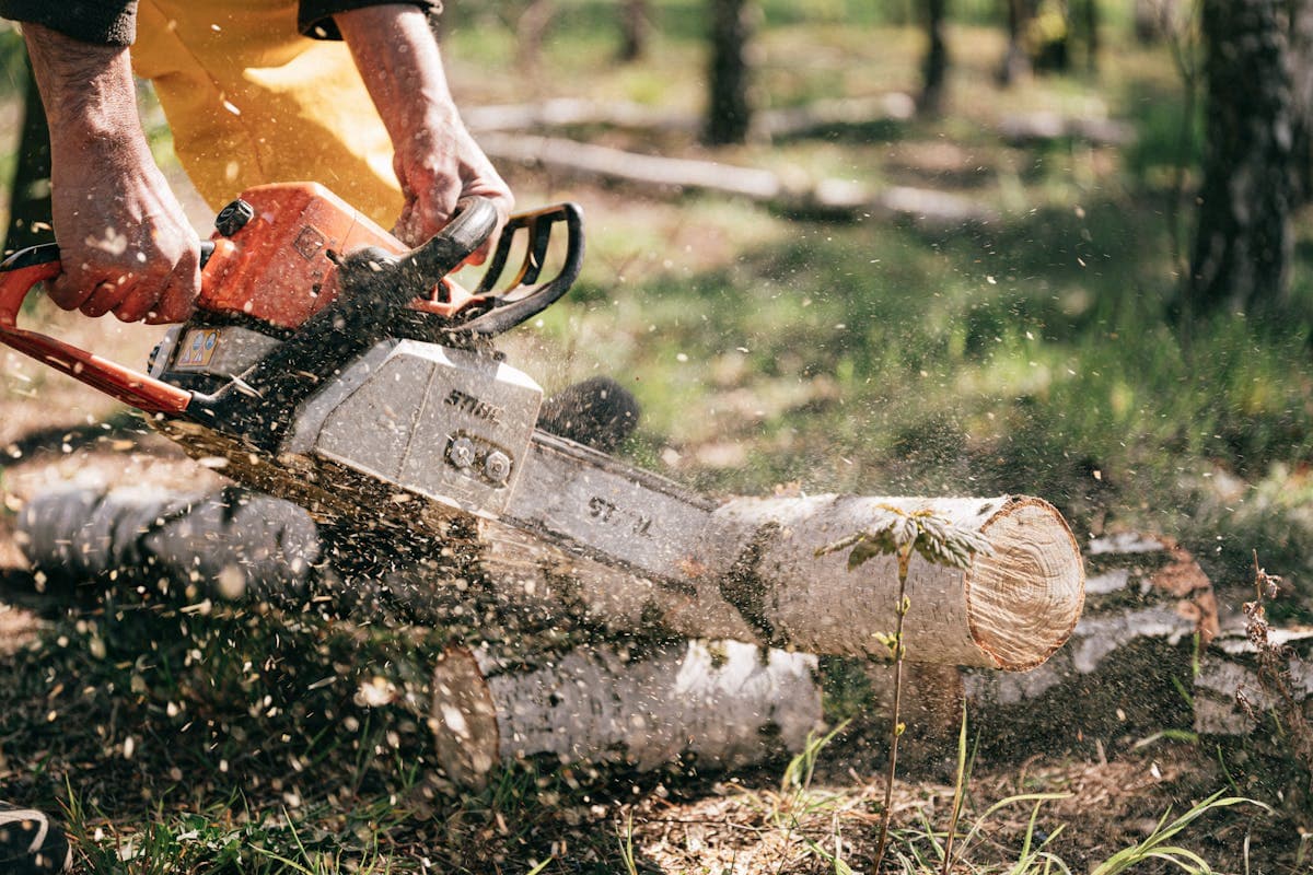 Professional arborist with equipment