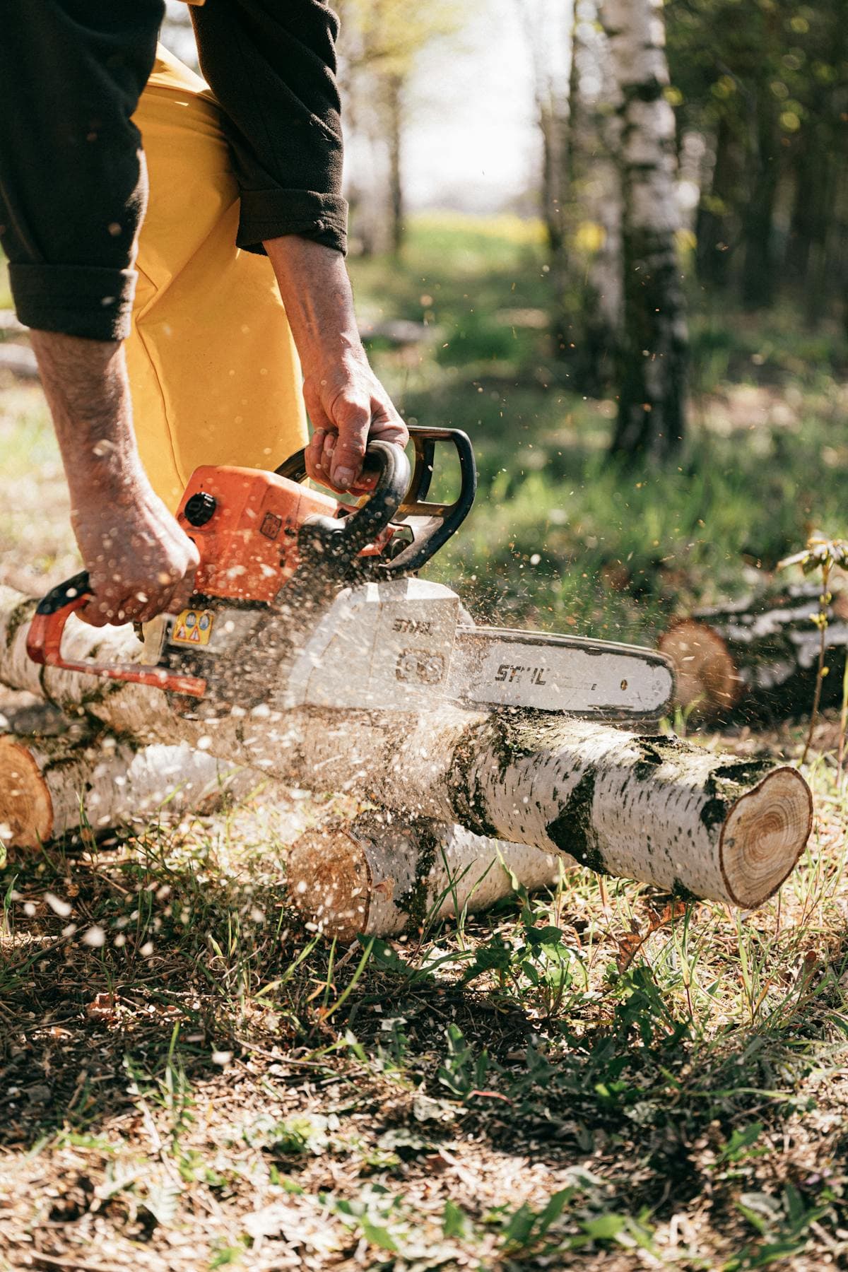 Professional chainsaw work on logs