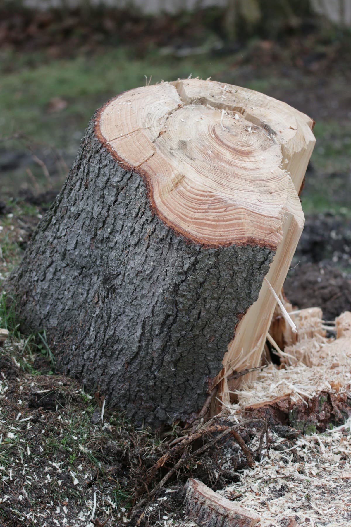 Tree stump in yard before grinding