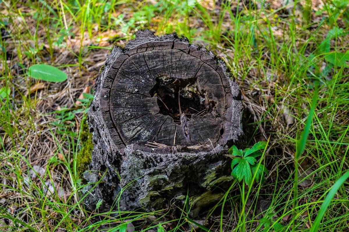Old weathered stump in residential yard