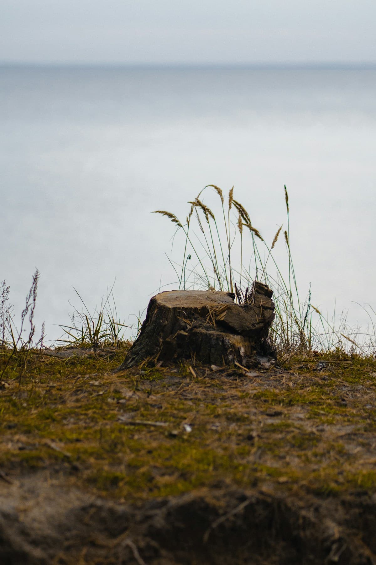 Small stump left in grassy field